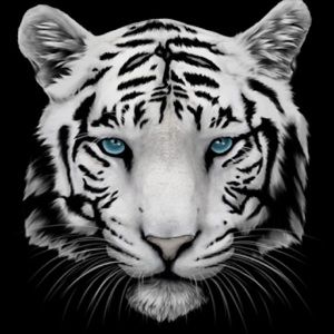 Meet your Posher, Sameer